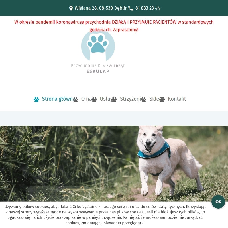 Weterynarz i dermatolog dla małych zwierząt