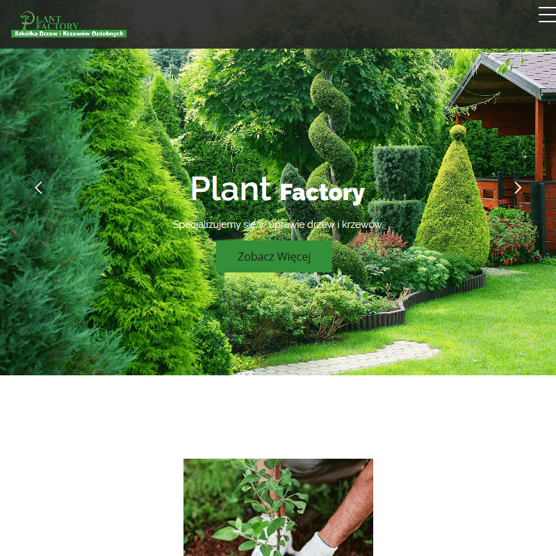 Wieloletnie ozdobne krzewy w pojemnikach